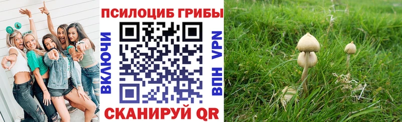 Псилоцибиновые грибы Magic Shrooms  Купить где  Жердевка 